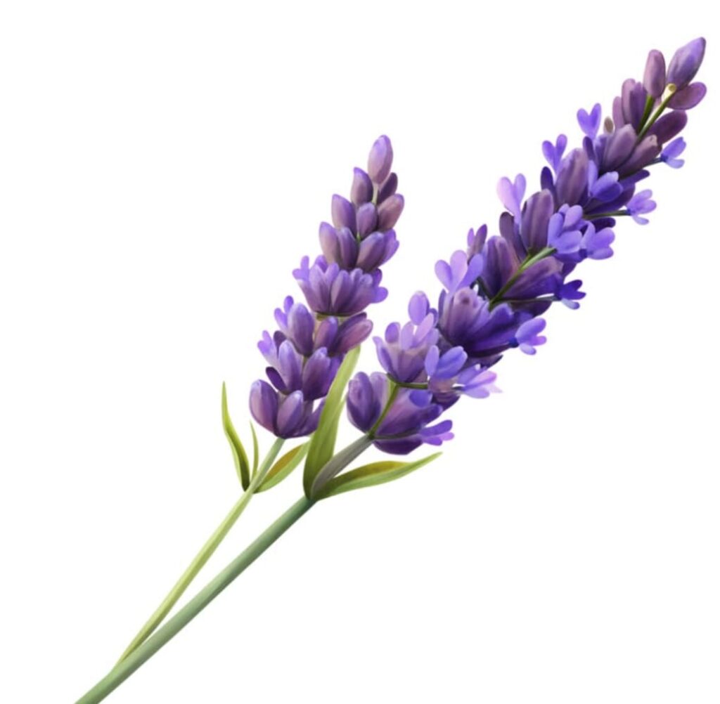 lavender