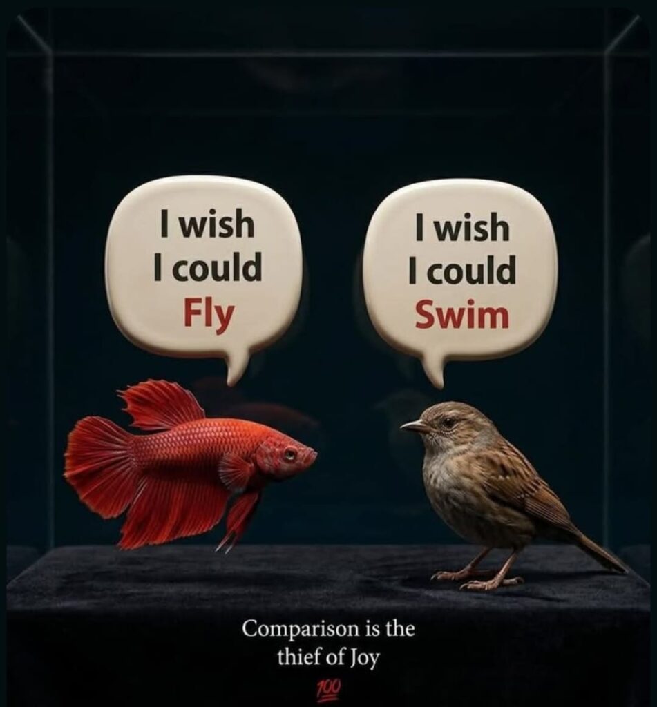 comparison is the theif of joy